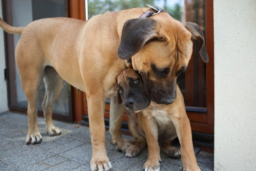 Vaginal Hyperplasia in Dogs: Causes, Signs & Treatment