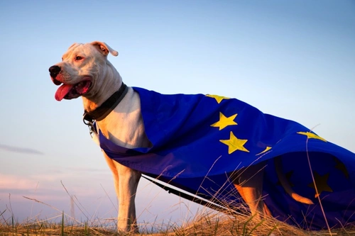 No Deal Brexit: Updated Rules for Travelling with Dogs in 2025