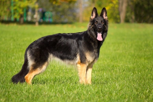 Chronic Superficial Keratitis (Pannus) in Dogs: Causes & Care