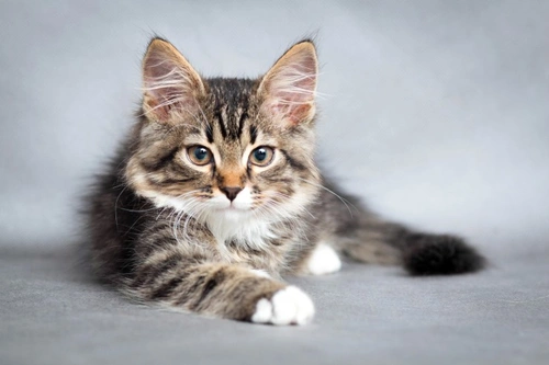 The 5 Most Common Causes of Allergies in Cats