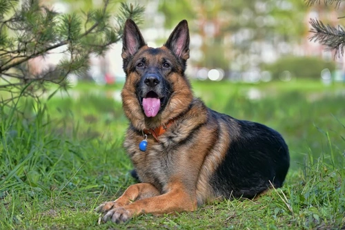 Multiple myeloma in dogs: Understanding bone marrow cancer