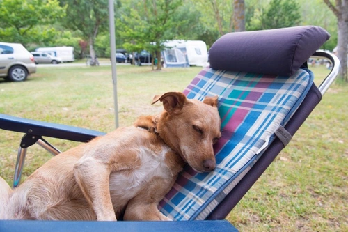 Cómo planificar unas vacaciones en España con tu perro