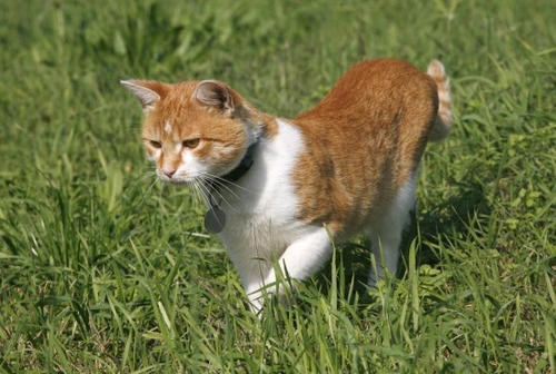 Cats and Wild Birds: How to Make Your Garden Safer