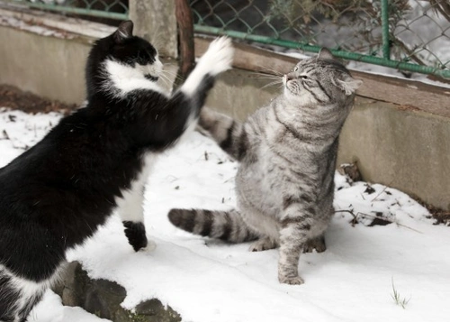 How to Stop Cat Fighting: Effective Tips for Cat Aggression