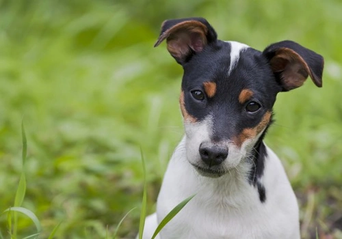 7 consejos para criar un cachorro bien adaptado