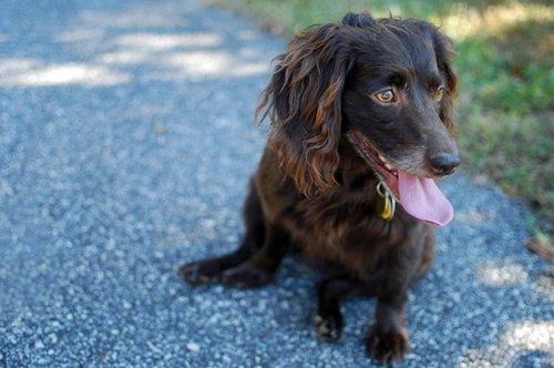 Cinco razas poco comunes de spaniels que quizá no conozcas