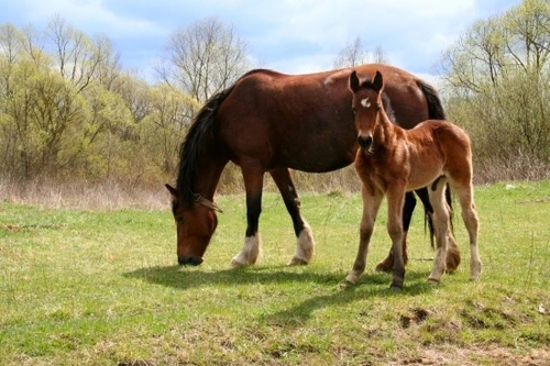 Managing Young Horses: Care and Training Guide