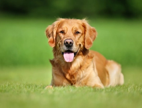 What Is a Ketogenic Diet? Is It Suitable for Dogs?