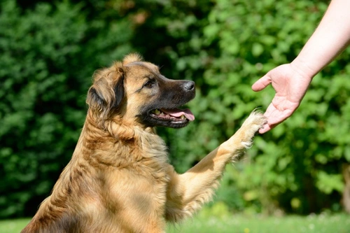 Why do dogs take to some people but not others?
