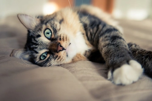 Miocardiopatía hipertrófica en gatos: causas, síntomas y cuidados