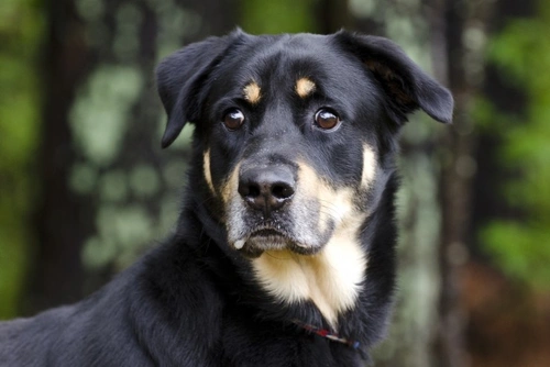 How to Calm Your Pet’s Firework Anxiety This Bonfire Night