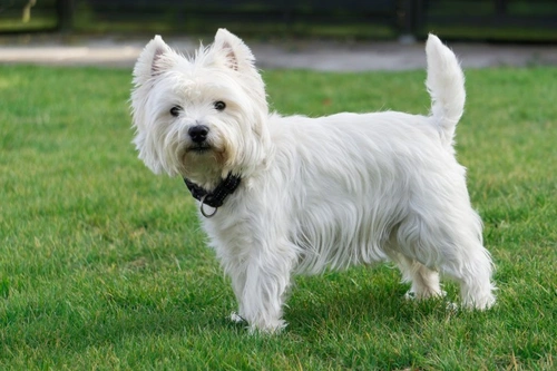 Westie Skin Problems: Causes, Symptoms & Treatments