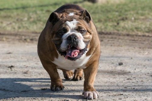 Abnormal Behaviour in Dogs Due to Medical Disorders