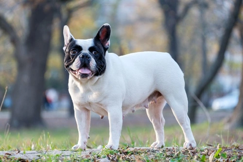 Common Dog Breeds Delivered by Caesarean Section and Why