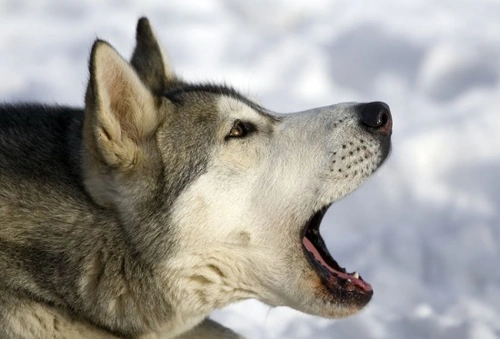 Por qué ladran los perros: entender su comunicación canina