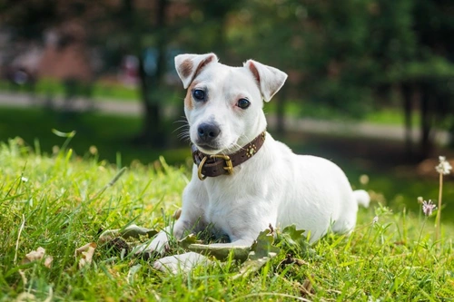 Canine dysautonomia (Key-Gaskell syndrome) in dogs
