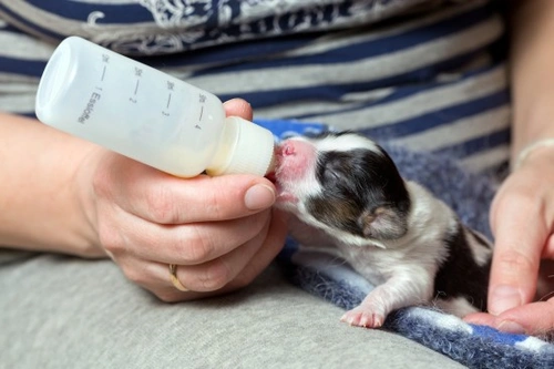 10 consejos esenciales para la crianza artificial de cachorros