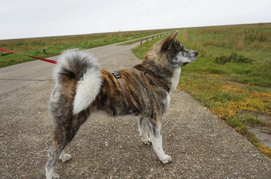 Japanese Akita Inu