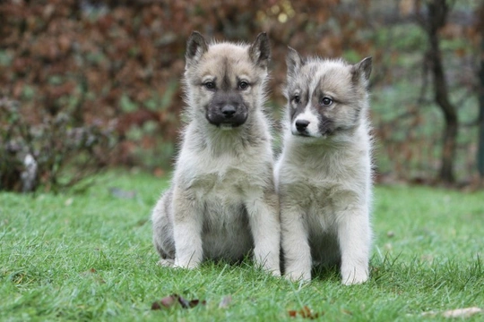 Greenland Dog