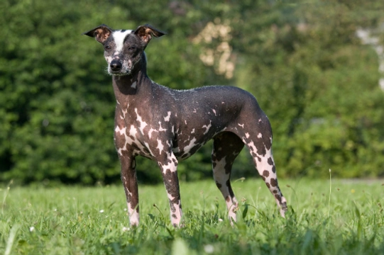 Perro Sin Pelo de Perú