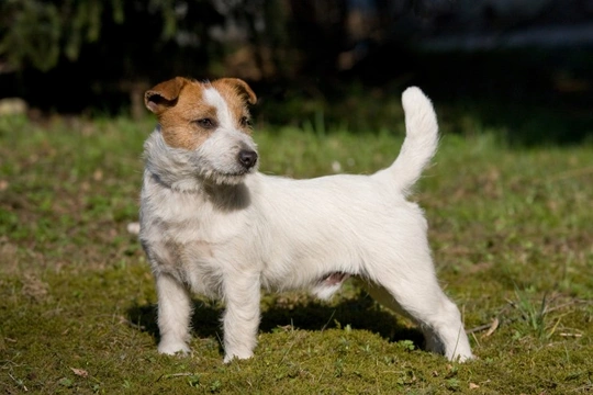 Jack Russell