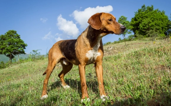 Foxhound