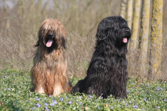 Briard