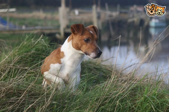 Plummer Terrier