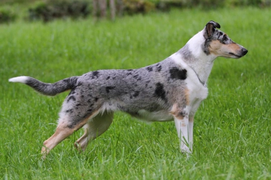 Smooth Collie