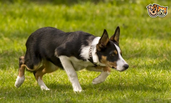 Welsh Collie
