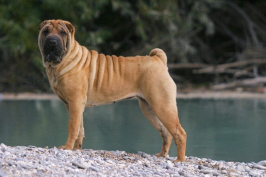 Shar Pei