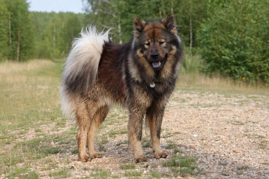 Eurasier