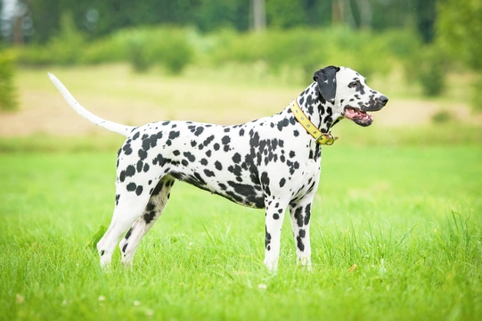 Dalmatian