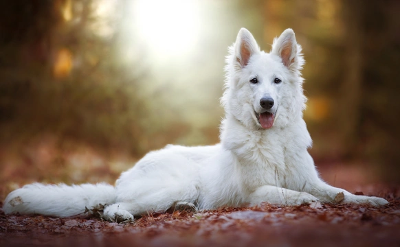 White Swiss Shepherd