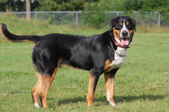 Greater Swiss Mountain Dog