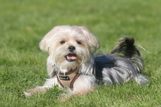 Shorkie