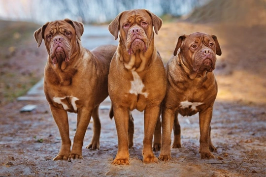 Dogue De Bordeaux