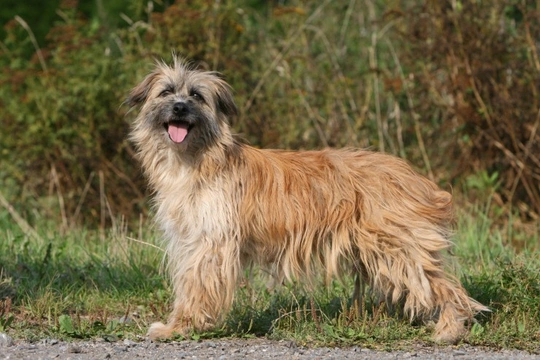 Pyrenean Sheepdog