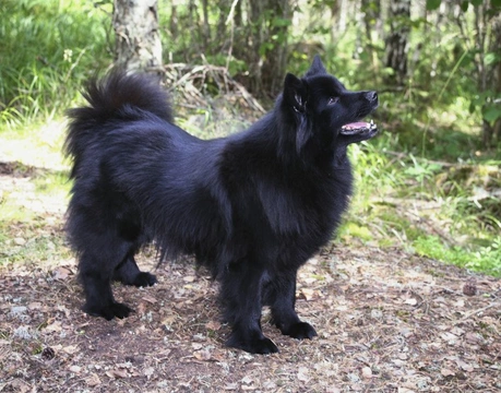 Swedish Lapphund