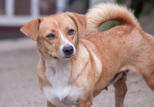 Pinscher Austríaco