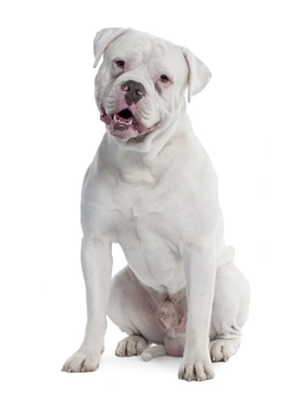 Old Tyme Bulldog