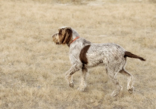 Italian Spinone