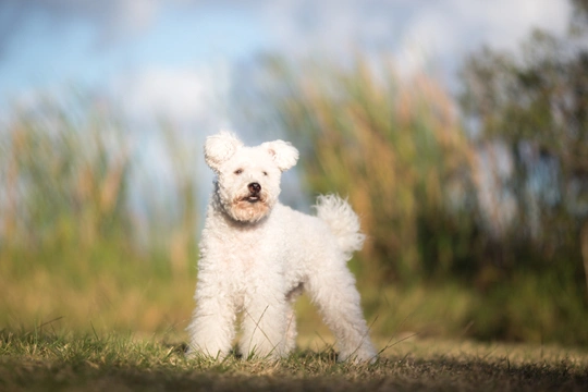 Hungarian Pumi