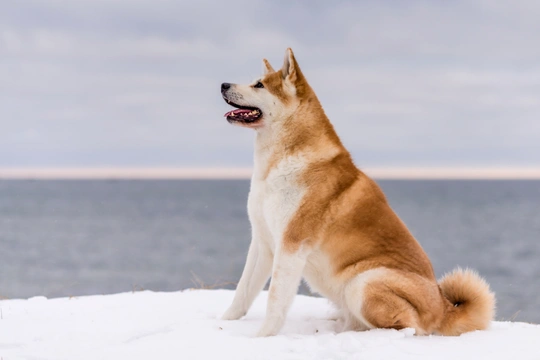 Akita