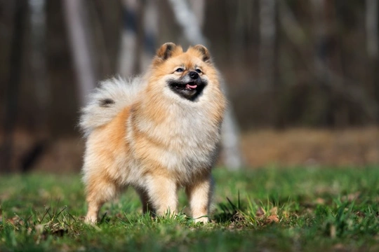 German Spitz