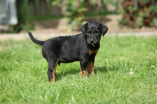 Jagdterrier