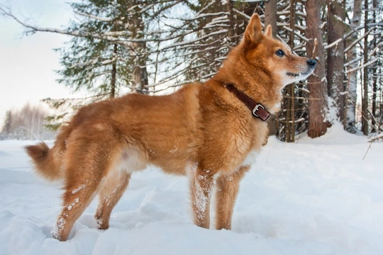 Finnish Spitz