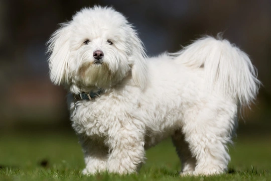 Coton De Tulear
