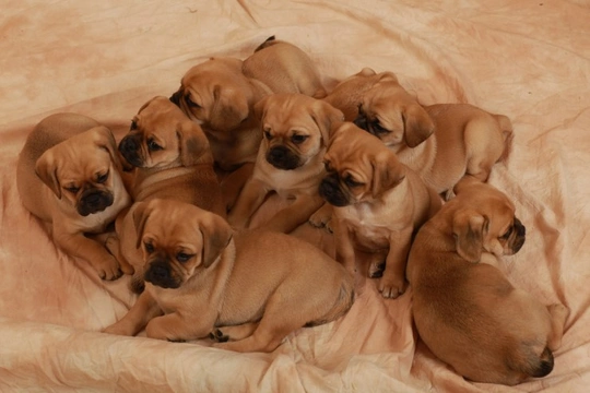 Puggle