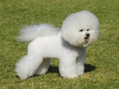 Bichon Frise